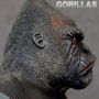 Gorilla Silverback