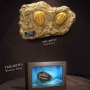 Prehistoric Creatures: Trilobites Frame & Fossil Wonders Of Wild Series Deluxe