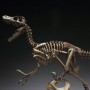 Master Fossil: Velociraptor Skeleton