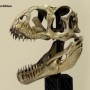 Venatosaurus Skull (studio)