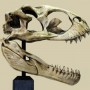 Venatosaurus Skull (studio)