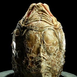 Alien Egg (studio)