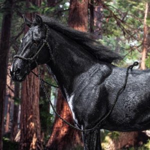 Black Horse