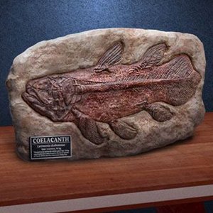 Coelacanth Fossil Wonders Of Wild Series