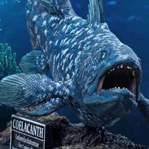 Coelacanth Wonders Of Wild Series