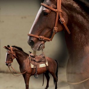 Cowboy Horse