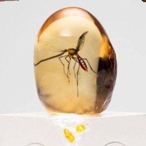 Elephant Mosquito In Amber