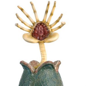 Facehugger And Egg