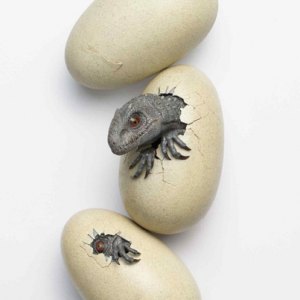 Hatching Indominus Rex