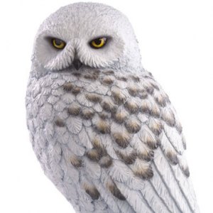 Hedwig