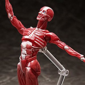 Human Anatomical Model