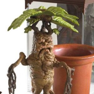 Magical Creatures Mandrake