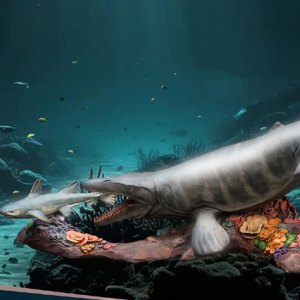 Mosasaurus Wonders Of Wild Series DX