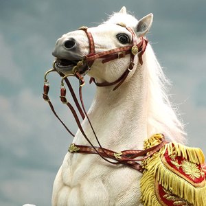 Napoleon White War Horse Prancing