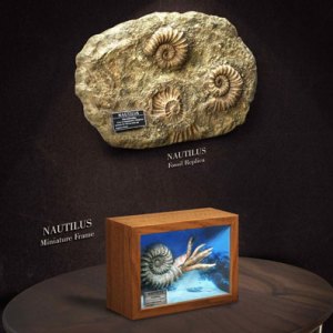 Nautilus Frame & Fossil Wonders Of Wild Series Deluxe