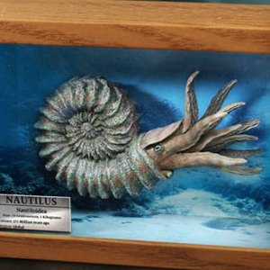 Nautilus Frame Wonders Of Wild Series