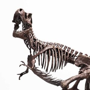 Rotunda T-Rex Skeleton Bronze