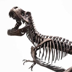 Rotunda T-Rex Skeleton Bronze