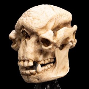 Skull Of Cave Troll Mini