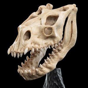 Skull Of Fell Beast Mini