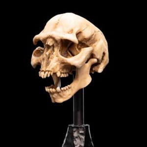 Skull Of Moria Orc Mini
