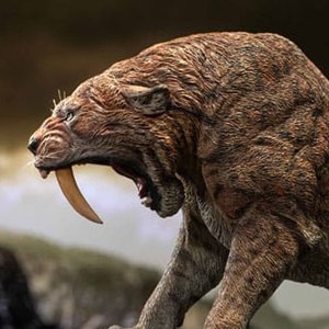 Smilodon Wonders Of Wild Series