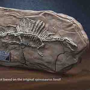 Spinosaurus Fossil Wonders Of Wild Series