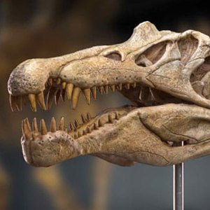 Spinosaurus Head Skull Wonders Of Wild Series
