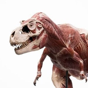 T-Rex Anatomy