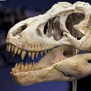 T-Rex Head Skull Wonders Of Wild Series