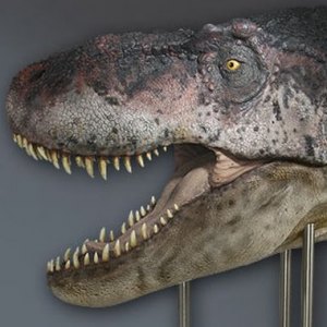 T-Rex Head Closed Mouth