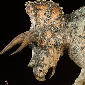 Triceratops