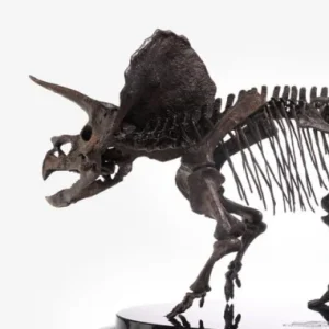 Triceratops Fossil Skeleton Bronze