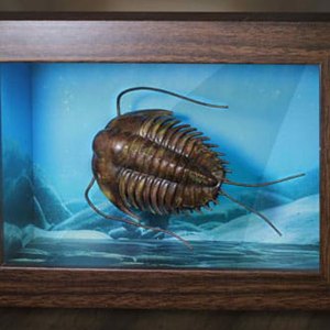 Trilobites Frame Wonders Of Wild Series