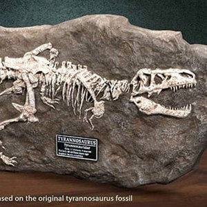 Tyrannosaurus Rex Fossil Wonders Of Wild Series