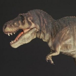 Tyrannosaurus Rex (studio)