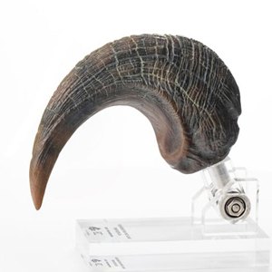 Velociraptor Foot Claw ECC Line