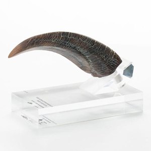 Velociraptor Hand Claw ECC Line