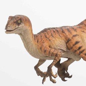 Velociraptor Male