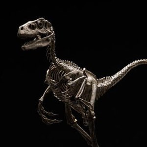 Velociraptor Skeleton Bronze