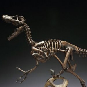 Velociraptor Skeleton