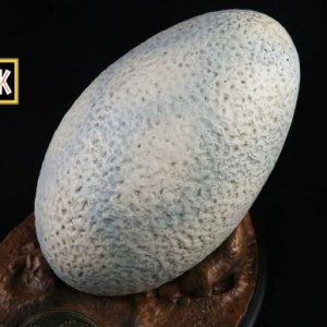 Velociraptor Egg