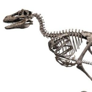 Velociraptor Skeleton Bronze Large