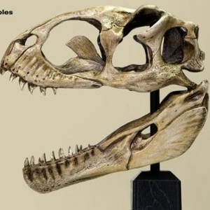 Venatosaurus Skull (studio)