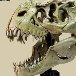 V-Rex Skull (studio)