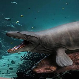 Mosasaurus Wonders Of Wild Series NX