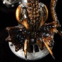 Dog Alien (Sideshow) (studio)