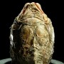 Aliens Vs. Predator: Alien Egg