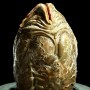 Alien Egg (studio)