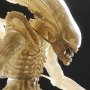 Alien Big Chap Concept